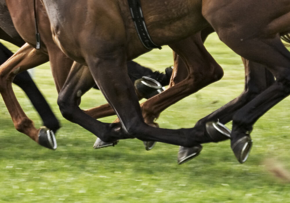 horse racing