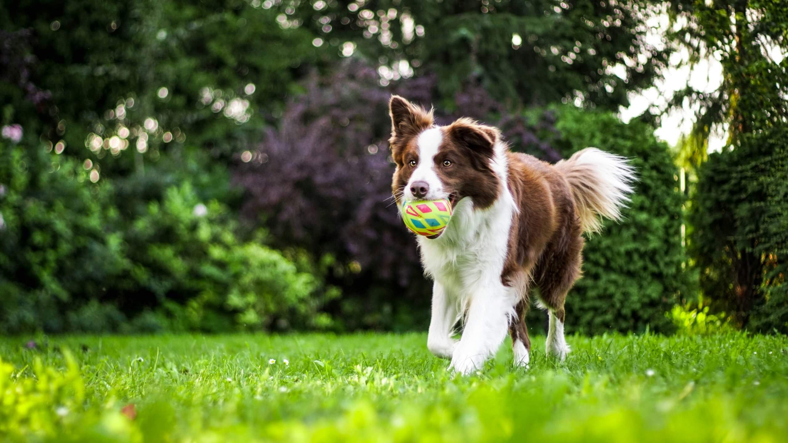 Content dog playing fetch